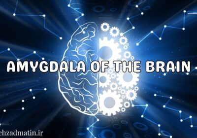 3D scientific illustration of the human brain highlighting the amygdala on a blue background